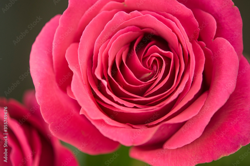 A close up macro shot of a red rose A close up macro shot of a red rose