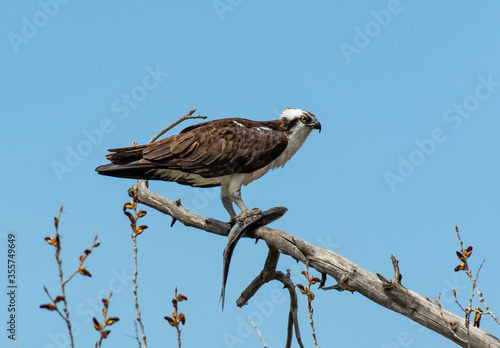 Osprey Perched on Branch with its Catch