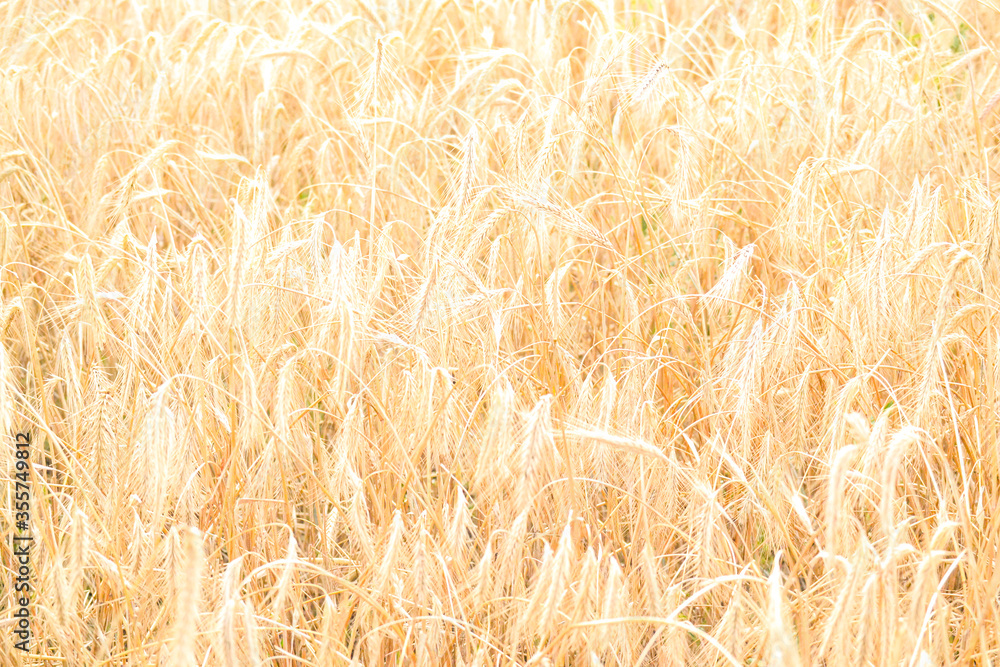 Close up view of a golden wheat field in the countryside. Close up view of a golden wheat field in the countryside.