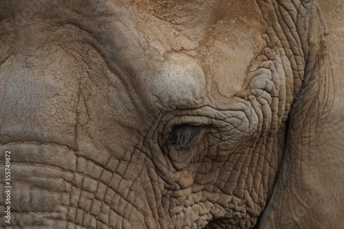 elephant closeups © Isaac Gindi