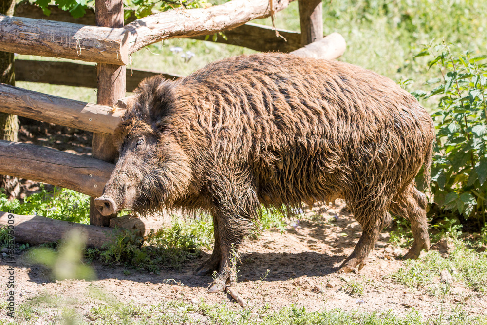 Wild boar (in german Wildschwein) Sus scrofa Wild boar (in german Wildschwein) Sus scrofa