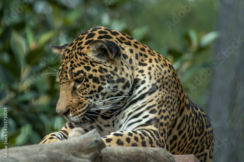 leopard