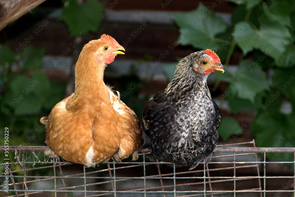 Poultry farming. Breeding domestic chickens. The bred chickens..