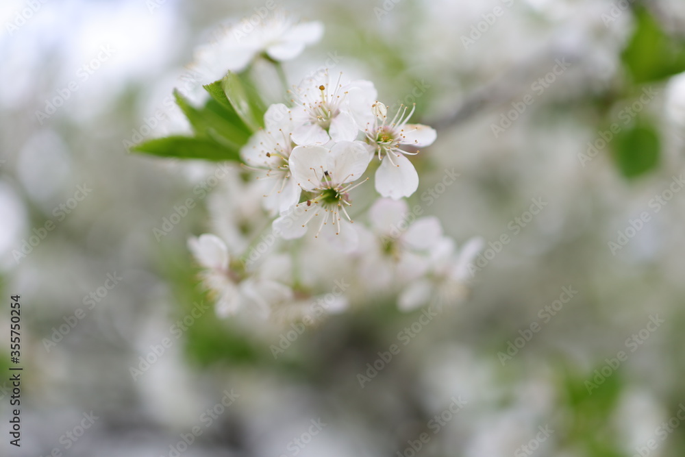 Cherry Blossom Tree, white flowers and green leaves on the branches. Botany Flora and leaf. Cherry Blossom Tree, white flowers and green leaves on the branches. Botany Flora and leaf.