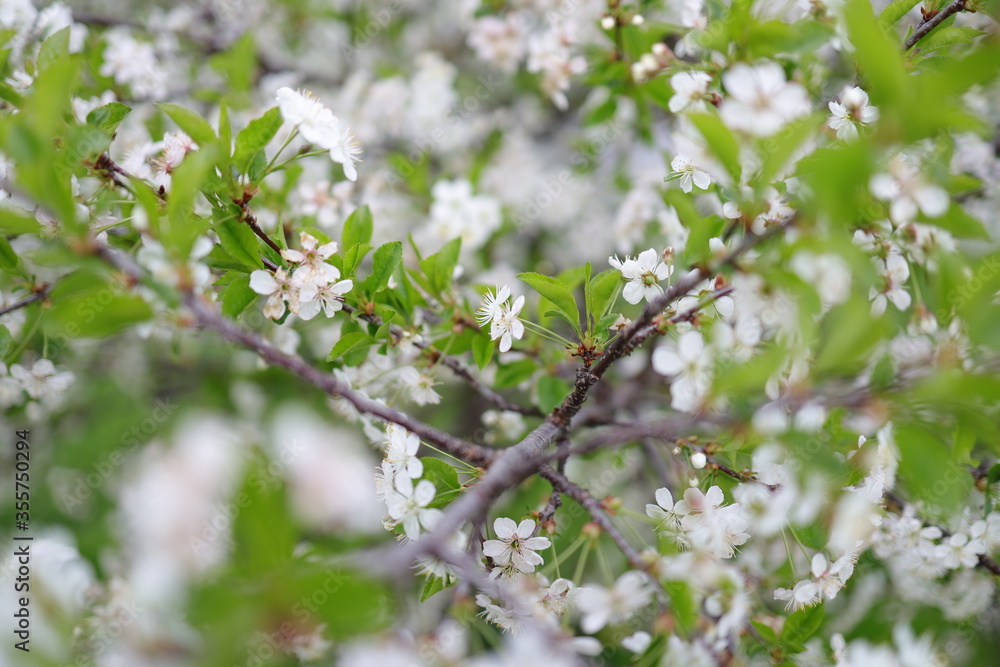 Cherry Blossom Tree, white flowers and green leaves on the branches. Botany Flora and leaf.