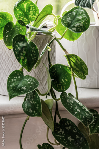 Satin pothos (scindapsus pictus) houseplant in a white pot on a window sill. Attractive houseplant detail with silvery blothes on the leaves. photo