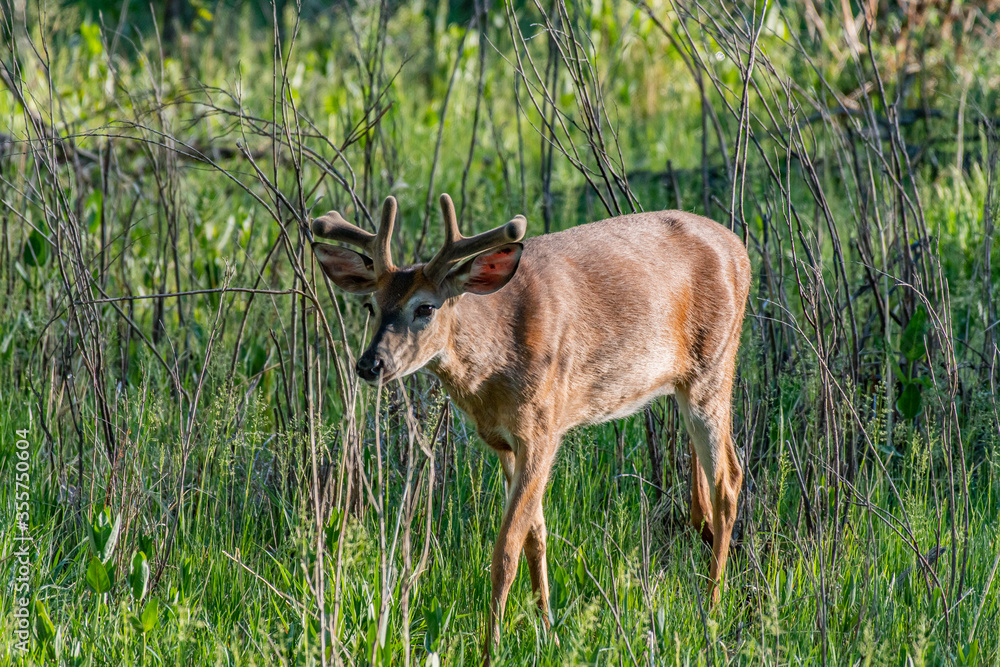 Fototapeta premium A Young White-tailed Deer Buck Roaming the Forest