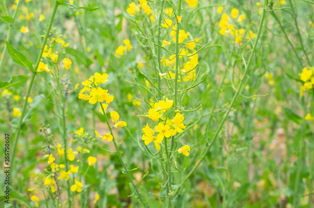 beautiful little yellow flowers growing in the garden