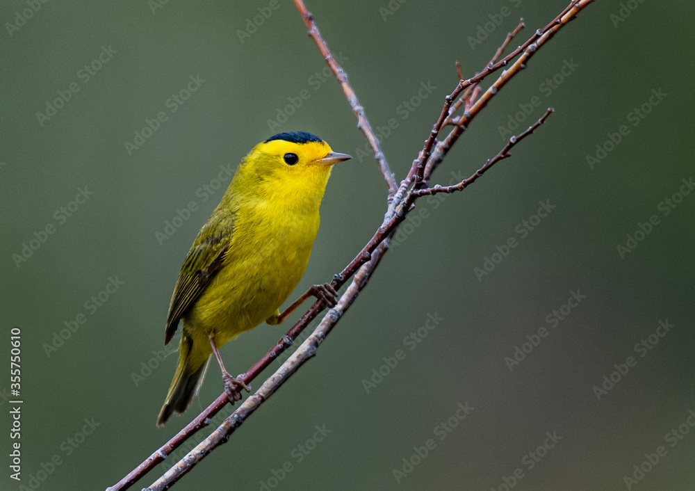 A Colorful Wilson's Warbler Perched on a Branch A Colorful Wilson's Warbler Perched on a Branch