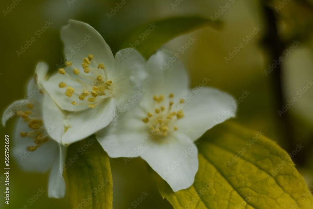 Delicate scented philadelphus flowers bloom in the garden in summer. Delicate scented philadelphus flowers bloom in the garden in summer.