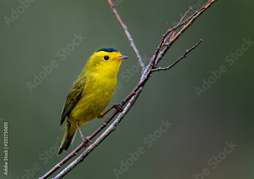 A Colorful Wilson's Warbler Perched on a Branch