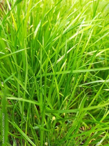 Young, thin, green grass close-up. Background green.