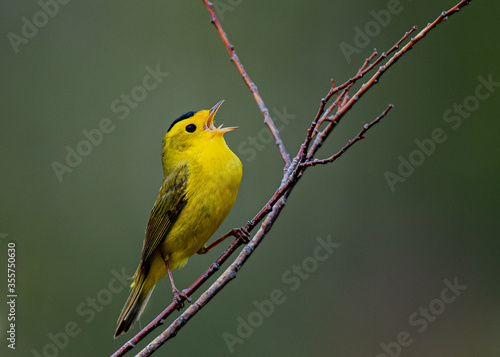 Canvas-taulu A Colorful Wilson's Warbler Singing on a Branch
