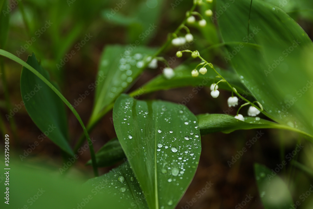 lily of the valley in the forest after rain. raindrops on a leaf in the forest lily of the valley in the forest after rain. raindrops on a leaf in the forest