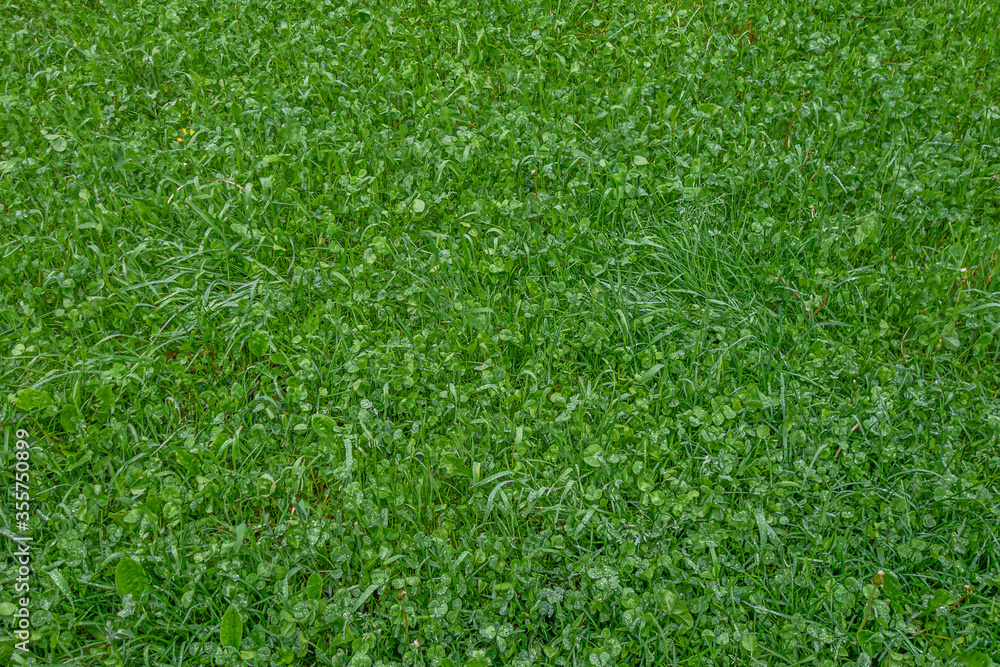 abstract background of wet grass on the lawn in a park abstract background of wet grass on the lawn in a park