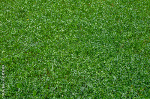 abstract background of wet grass on the lawn in a park