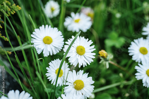 Fototapeta Naklejka Na Ścianę i Meble -  white daisies in the grass