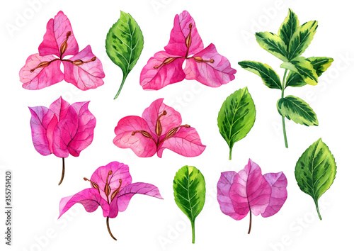 Bougainvillea flowers botanical illustration. Watercolor hand drawn pink bougainvillea flowers. Can be used as print, postcard, invitation, greeting card, package design, textile, stickers.