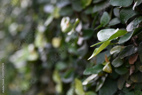 Wallpaper Mural green leaves on the wall Torontodigital.ca