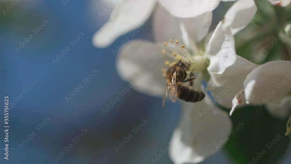 Close up of one honey bee flying around the apple tree flowers collecting nectar pollen on spring sunny day . Close up of one honey bee flying around the apple tree flowers collecting nectar pollen on spring sunny day .