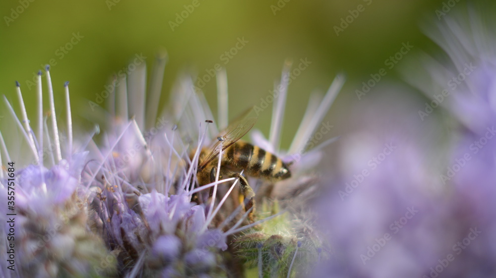 Fluffy purple phacelia flowers and a bee on them Fluffy purple phacelia flowers and a bee on them