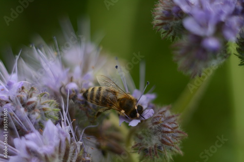 Bee on a purple phacelia flower close-up. The background is blurred, macro © Olena
