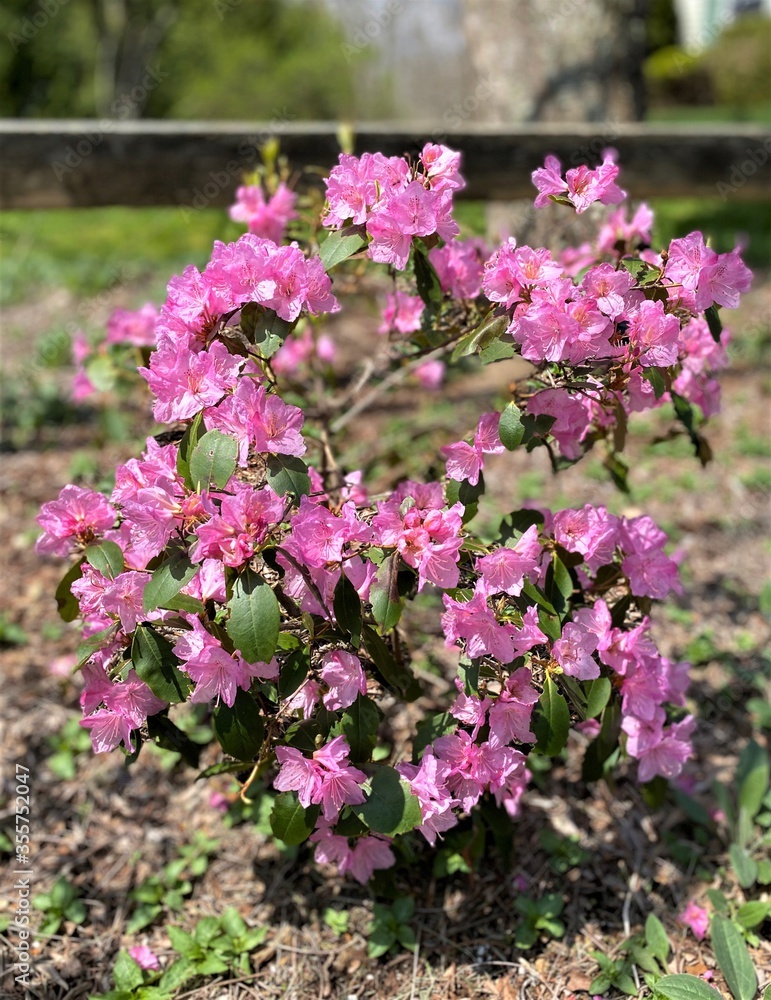 Beautiful pink azalea flowers growing in a garden in the sunlight Beautiful pink azalea flowers growing in a garden in the sunlight