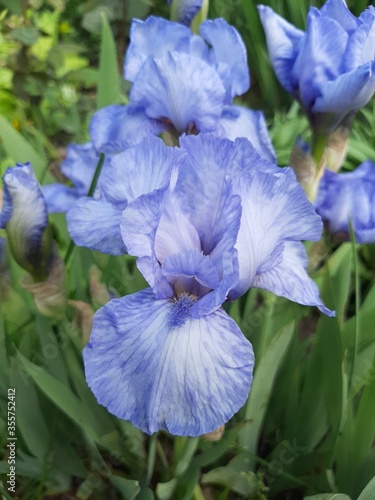 blue iris flower