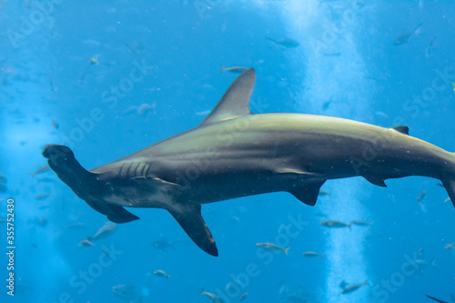 Hammerhead shark in the aquarium. The great hammerhead  Sphyrna mokarran  is the largest species of hammerhead shark  belonging to the family Sphyrnidae. Atlantis  Sanya  Hainan  China.