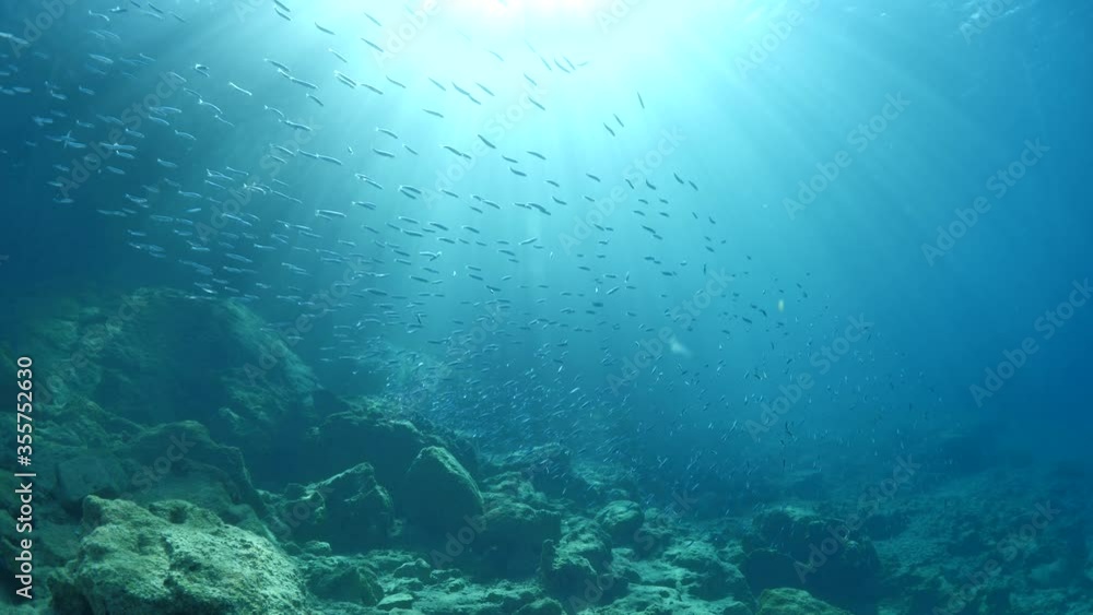silversides hiding behind secret rocks under sun shine and beams underwater silverside fish school wavy sea protection ocean scenery silversides hiding behind secret rocks under sun shine and beams underwater silverside fish school wavy sea protection ocean scenery