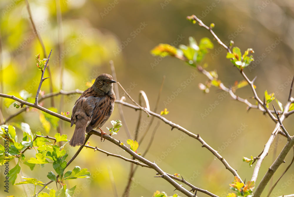 A single Dunnock, Prunella modularis, or hedge accentor, hedge sparrow, or hedge warbler in a tree A single Dunnock, Prunella modularis, or hedge accentor, hedge sparrow, or hedge warbler in a tree