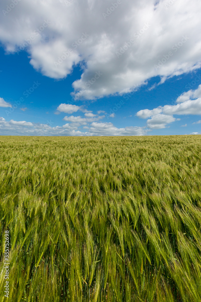 A wheat field in Sussex on a sunny day A wheat field in Sussex on a sunny day