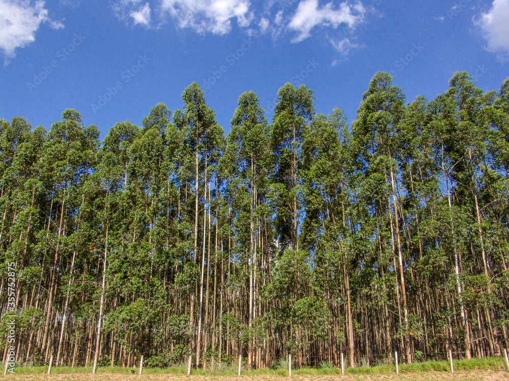 Eucalyptus tree forest in Brasil, plants for steel mill industry