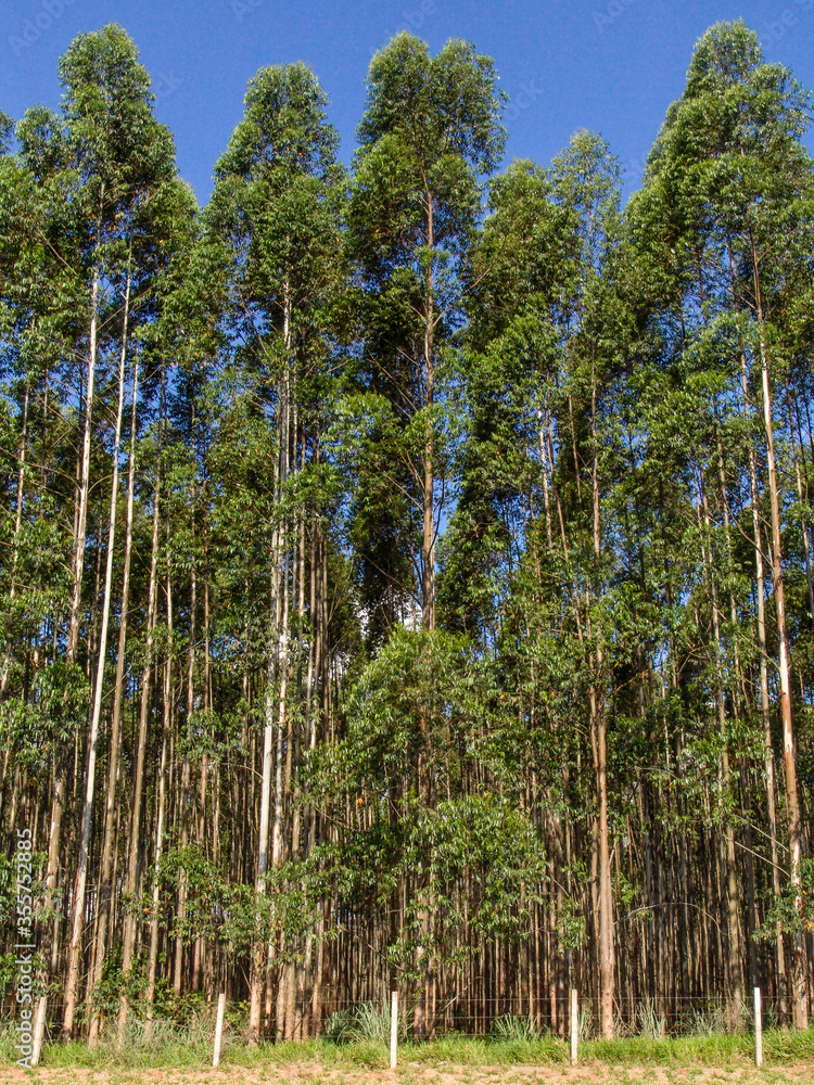 Eucalyptus tree forest in Brasil, plants for steel mill industry Eucalyptus tree forest in Brasil, plants for steel mill industry