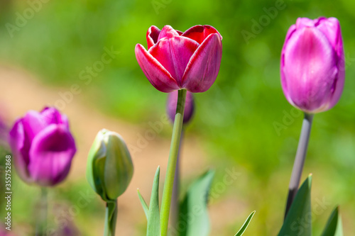 Colorful tulip flowers grow in a spring garden