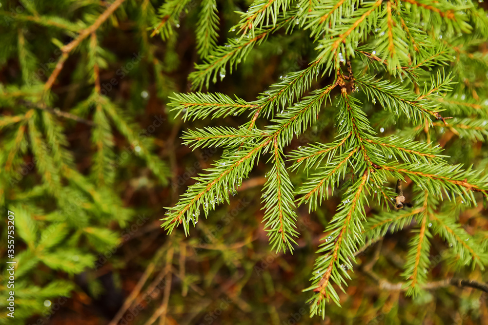 Green fir tree branch with drops of water in the forest with sun rays Green fir tree branch with drops of water in the forest with sun rays