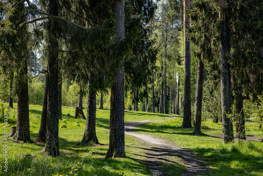 Forest path in the morning