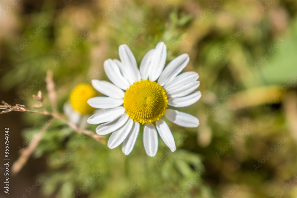 yellow and white flower in the foreground with blur background.
yellow and white flower in the foreground with blur background.