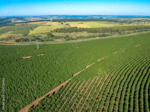 Aerial view of coffee field on farm in Brazil