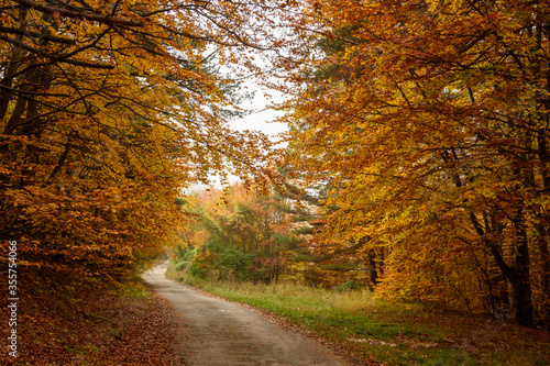 Autumn in Rhodopy Mountain Bulgaria 