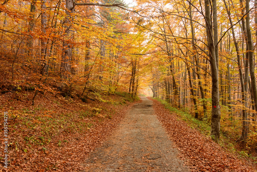 Obraz premium Autumn in Rhodopy Mountain Bulgaria