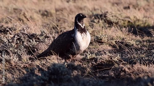 Multiple Greater sage-grouse  Clips Roaming a Lek