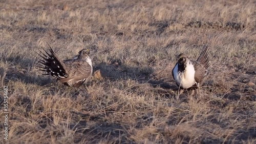 Greater sage-grouse Standoff with Warning Calls (with sound)