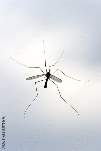 mosquito against the light on a window