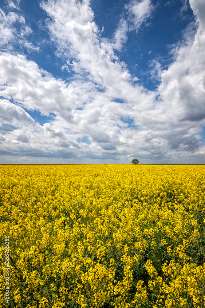 Day landscape with yellow rapeseed field with a lonely tree and amazing sky with clouds