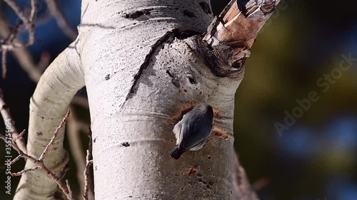 An Adorable Pygmy Nuthatch Cleaning out its Future Nest