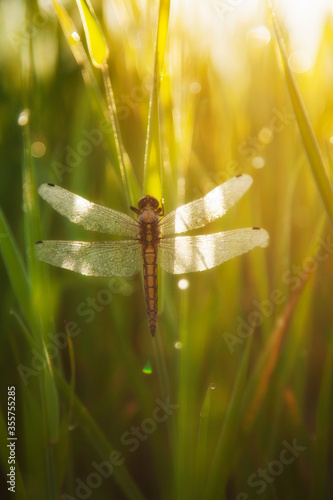 Macro landscape with dragonfly in green grass on a sunny day