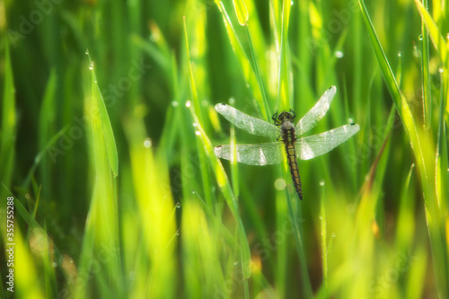 Macro landscape dragonfly in green grass on a sunny day