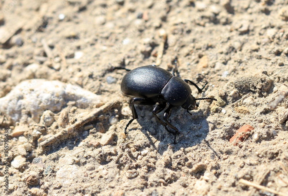 Black beetle Blaps halophila on the sand Black beetle Blaps halophila on the sand