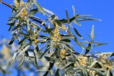 Branches of the Elaeagnus angustifolia tree with flowers and leaves